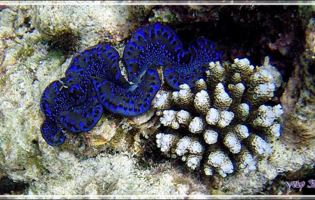 Bénitier commun (Tridacna maxima) spécimen bleu - Snorkeling à Athuruga - Atoll d'Ari - Maldives