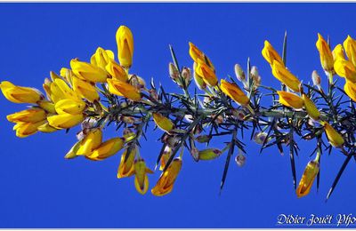 Ajonc d'Europe (3) - Ulex europaeus