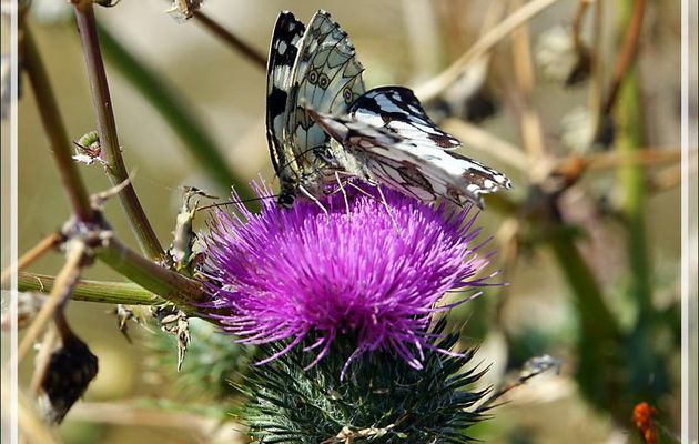 La cour de Monsieur à Madame : Papillon demi-deuil (Melanargia galathea) - Ars-en-Ré - Île de Ré - 17