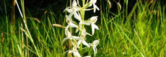 Platanthera bifolia  -  orchis à deux feuilles