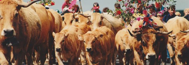 Aubrac