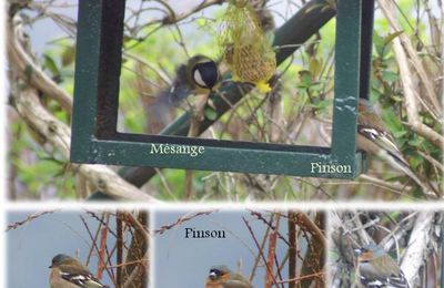 Oiseaux du jardin