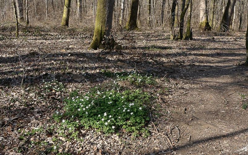 Forêt de Chaux : Si je vous dis 14 ? (2)