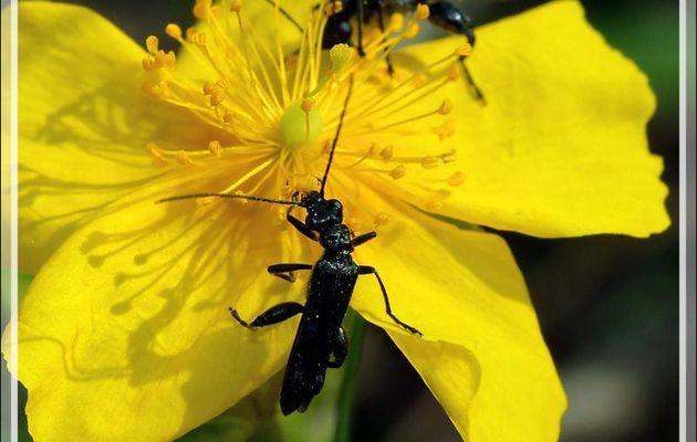Oedémères nobles mâles (oedemera nobilis) que je surnomme "Jojo grosses cuisses" sur fleur d'Hélianthème - Boulogne-sur-Gesse - 31