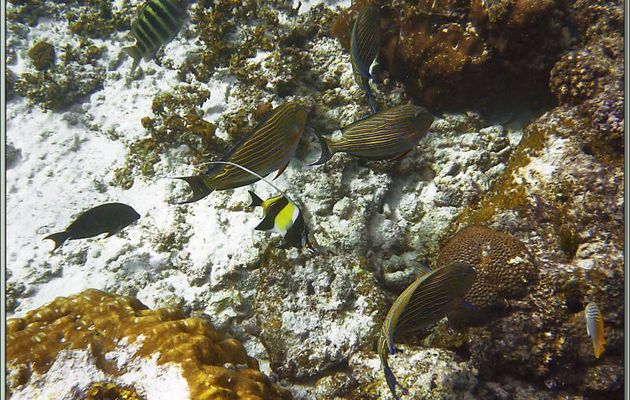 Chirurgiens clowns (chirurgiens zèbres) et superbe poisson-cocher Zancle cornu (Idole des maures) avec un très long "fouet" - Anse Takamaka - Mahé - Seychelles