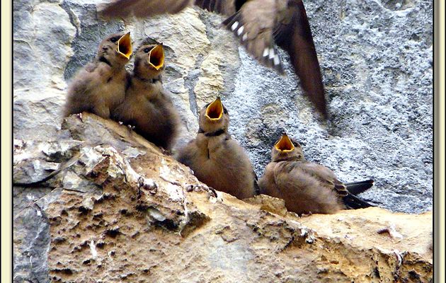 Faune des Pyrénées (Images de mon ancien blog, année 2009)