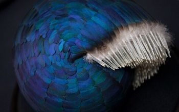Ses trucs en plumes ... 