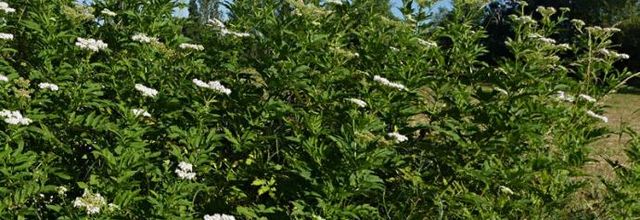 Sambucus ebulus - sureau yèble
