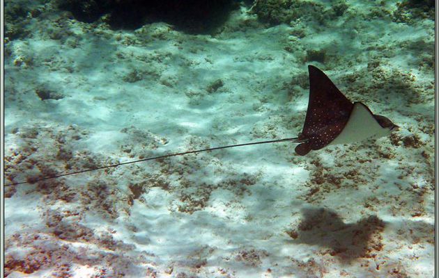 Raie aigle ou léopard (Aetobatus narinari) - Anse Takamaka - Mahé - Seychelles