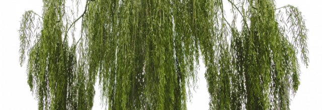 ѼVegetation