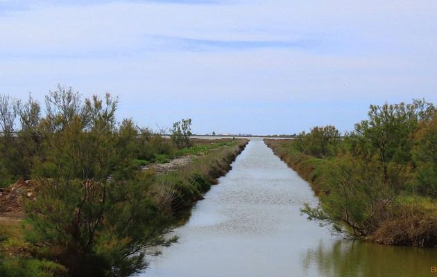 Parc naturel du Delta de l'Èbre - 2