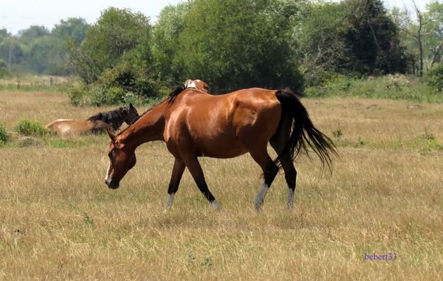 des chevaux ...
