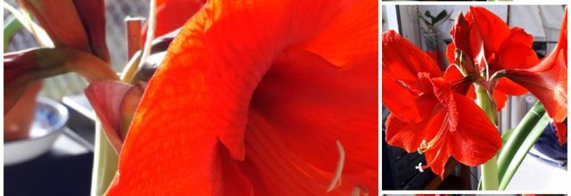 Légende d 'une belle fleur 