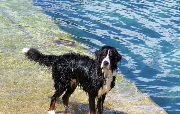 un chien qui ... !  