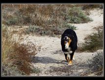 Gampo dans les Dunes de Carnon...
