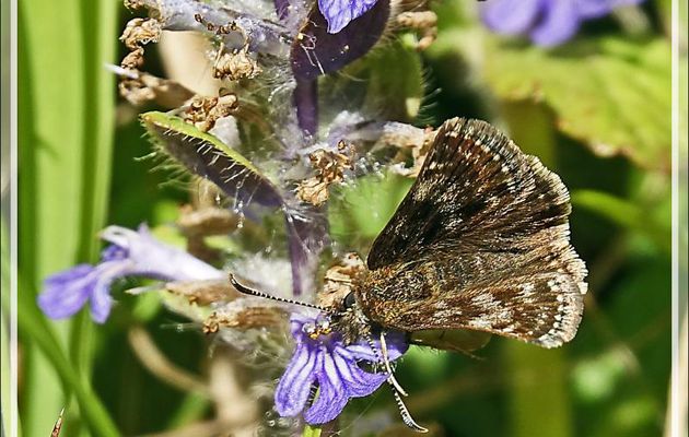 Papillon Point-de-Hongrie, The Dingy Skipper (Erynnis tages) - Milhas - 31