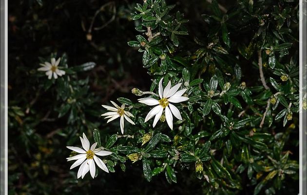 Mata negra (Es), Yeya (Yagan), Fashine (An) (Chiliotrichum diffusum) - Baie Wulaia - Île Navarino - Patagonie - Chili