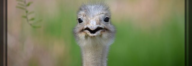 Quoi ma gueule ?