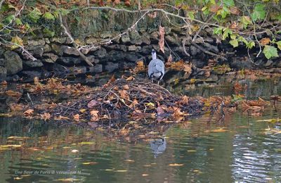 Parc du Château de Rambouillet : Un pêcheur solitaire, le Héron Cendré