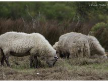 Moutons