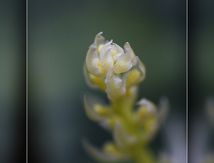 Fleur de Sansevieria trifasciata