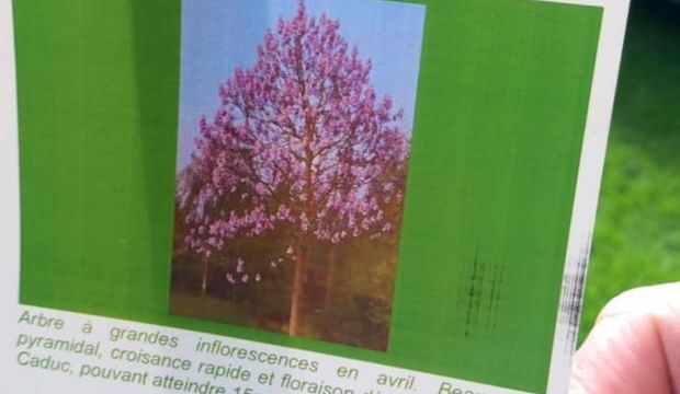 Arbre Impérial Paulownia Tomentosa