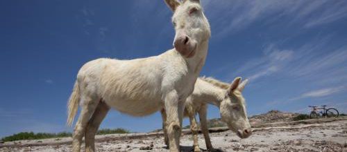 L'âne de l'Asinara