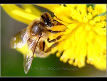 Apis mellifera femelle (abeille domestique)...