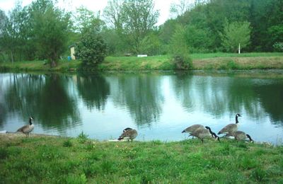 Les oies bernaches de Sainte Colombe sur Seine...