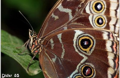 Morpho Bleu (2) - Morpho peleides