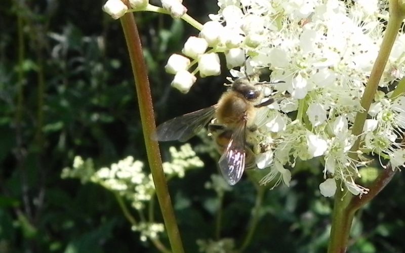 les insectes du jour ! sur une fleur