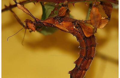 Phasme Scorpion