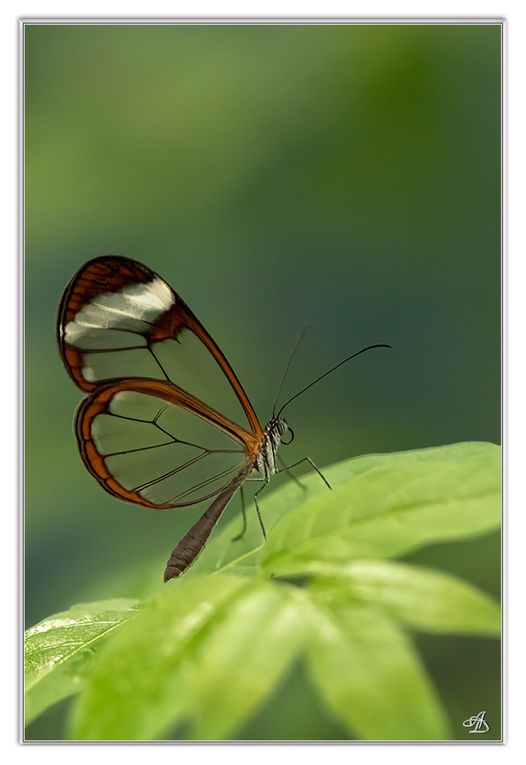 03 - Insectes