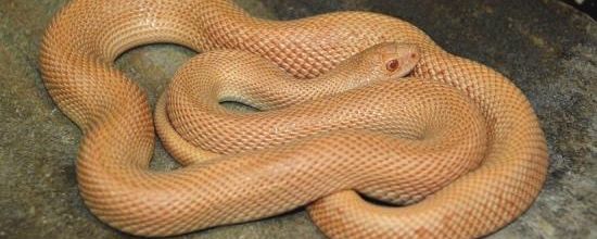 Pituophis melanoleucus mugitus (Barbour, 1921)