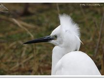 Aigrette garzette - Egretta garzetta