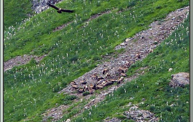 Vautours fauves à la curée (Gyps fulvus) - Vallon d'Esquierry - Oô - 31