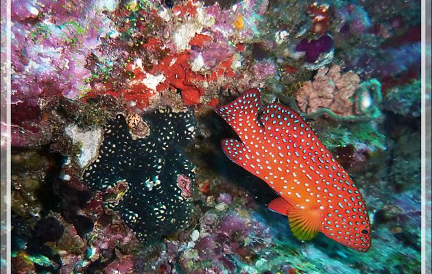 Mérou rouge, Vieille de corail, Vieille étoilée, Coral hind, Jewel grouper (Cephalopholis miniata) - Moofushi - Atoll d'Ari - Maldives