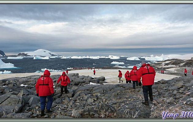Ne pas confondre "Pingouins rouges", "Manchots papous", "Manchots à jugulaire" et "Manchots Adélie" - Port Charcot - Péninsule Antarctique