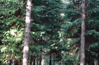 les Champignons de la Forêt de Princé