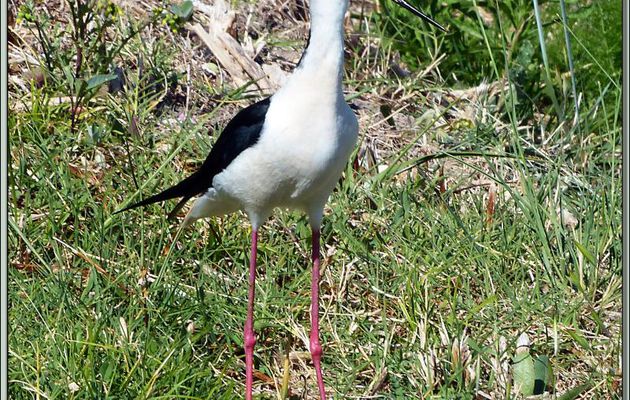 Échasse blanche (Himantopus himantopus) - La Couarde-sur-Mer - Île de Ré - 17