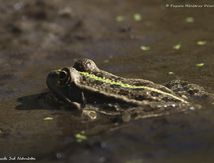 Grenouilles Pelophylax sp.