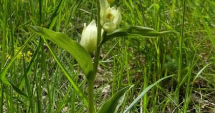 Cephalanthera damasonium   -   céphalanthère de Damas