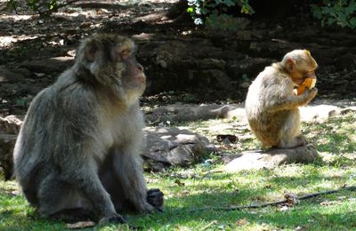 La forêt des singes à Rocamadour (2/3)...
