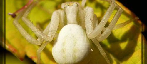 Monsieur et Madame Misumena vatia