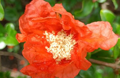 EB - Fleurs au jardin - juin 2024...