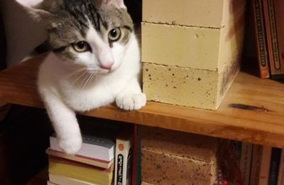 Un chat de bibliothèque^^
