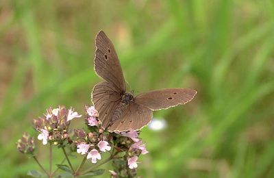 Le tristan (Aphantopus hyperantus)