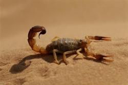 Animaux du désert : Les petites créatures du désert