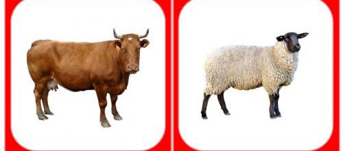 Images classifiées : Les animaux de la ferme
