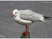 Mouette rieuse - Chroicocephalus ridibundus - Black-headed Gull